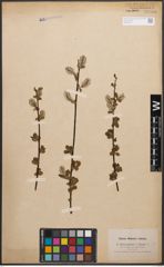 Foto von Salix caprea L. x Salix nigricans Sm.